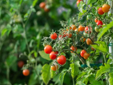 Close up of cherry tomatoes growing in a vegetable garden
