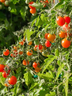 Close up of cherry tomatoes growing in a vegetable garden