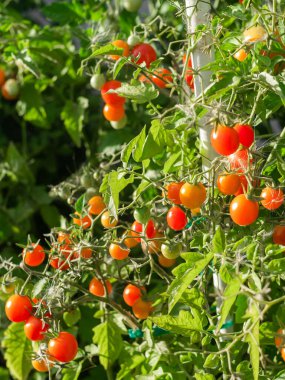 Close up of cherry tomatoes growing in a vegetable garden