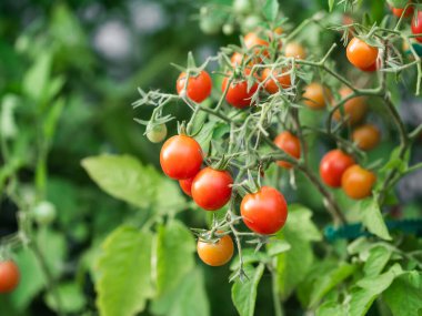 Close up of cherry tomatoes growing in a vegetable garden