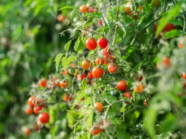 Close up of cherry tomatoes growing in a vegetable garden