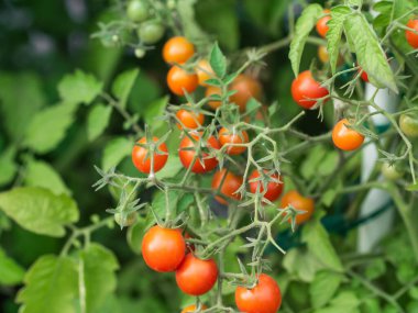 Close up of cherry tomatoes growing in a vegetable garden