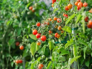 Close up of cherry tomatoes growing in a vegetable garden