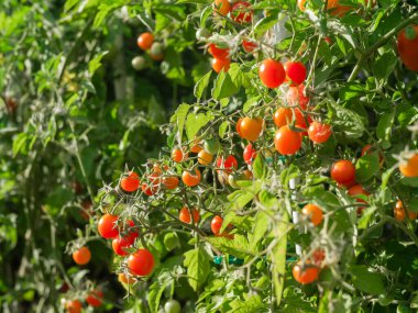Close up of cherry tomatoes growing in a vegetable garden