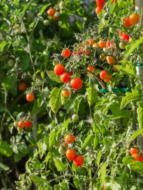 Close up of cherry tomatoes growing in a vegetable garden