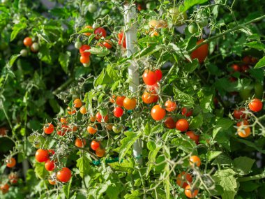Close up of cherry tomatoes growing in a vegetable garden