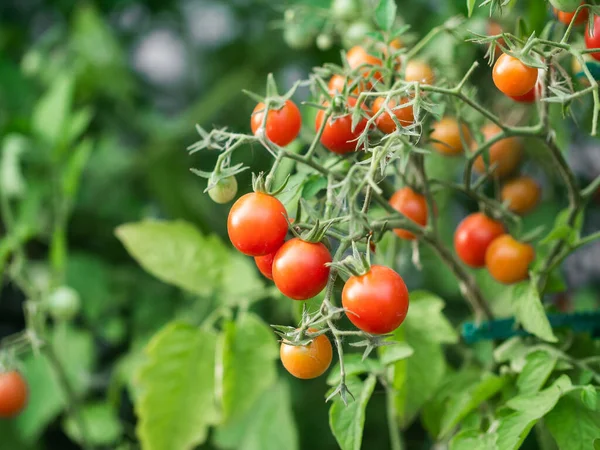 Close up of cherry tomatoes growing in a vegetable garden