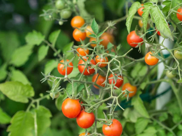 Close up of cherry tomatoes growing in a vegetable garden