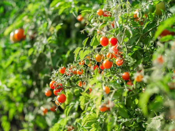 Close up of cherry tomatoes growing in a vegetable garden