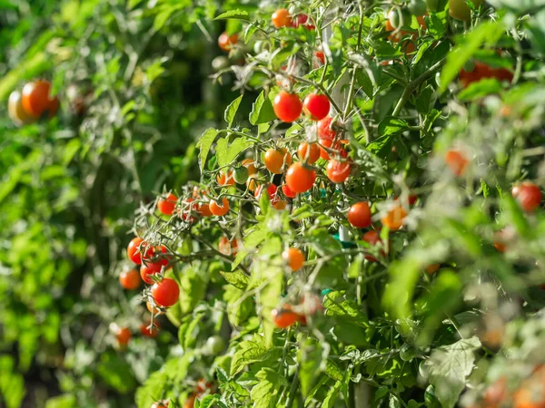 Close up of cherry tomatoes growing in a vegetable garden