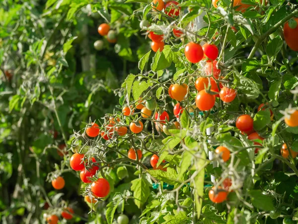 Close up of cherry tomatoes growing in a vegetable garden