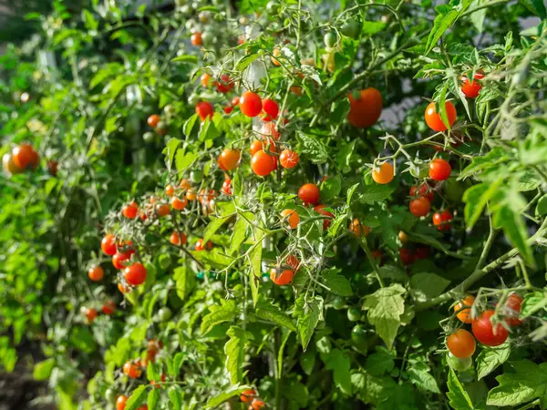 Close up of cherry tomatoes growing in a vegetable garden
