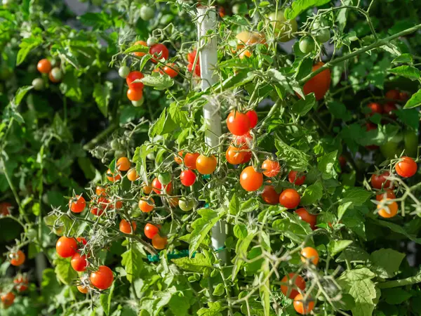 Close up of cherry tomatoes growing in a vegetable garden