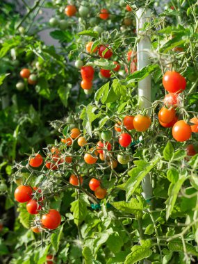 Close up of cherry tomatoes growing in a vegetable garden. High quality photo