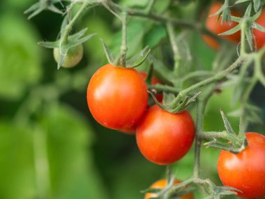 Close up of cherry tomatoes growing in a vegetable garden. High quality photo