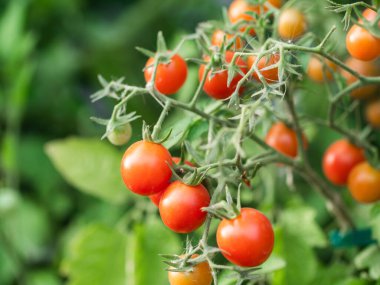 Close up of cherry tomatoes growing in a vegetable garden. High quality photo
