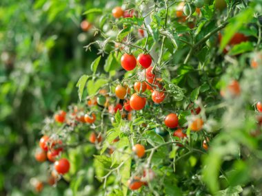 Close up of cherry tomatoes growing in a vegetable garden. High quality photo