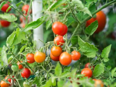 Close up of cherry tomatoes growing in a vegetable garden. High quality photo