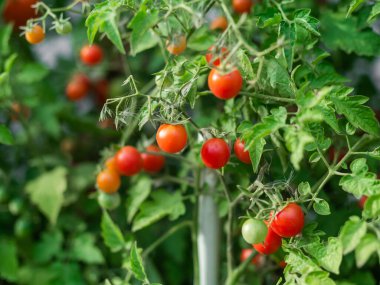 Close up of cherry tomatoes growing in a vegetable garden. High quality photo