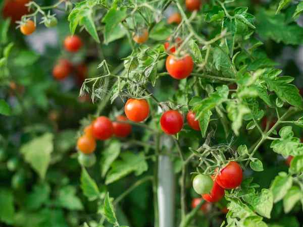 Close Cherry Tomatoes Growing Vegetable Garden High Quality Photo — ストック写真