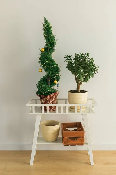Ciprés Interior Thuja Maceta Está Decorando Bolas Como Árbol Navidad — Foto de Stock