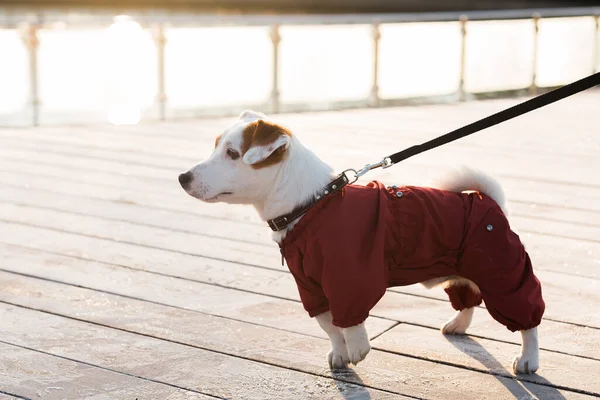 Adorable Jack Russell Terrier Aire Libre Retrato Perrito — Foto de Stock