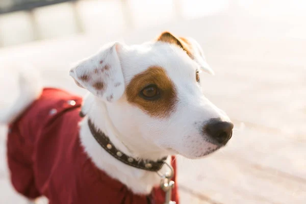 Adorable Jack Russell Terrier Aire Libre Retrato Perrito — Foto de Stock