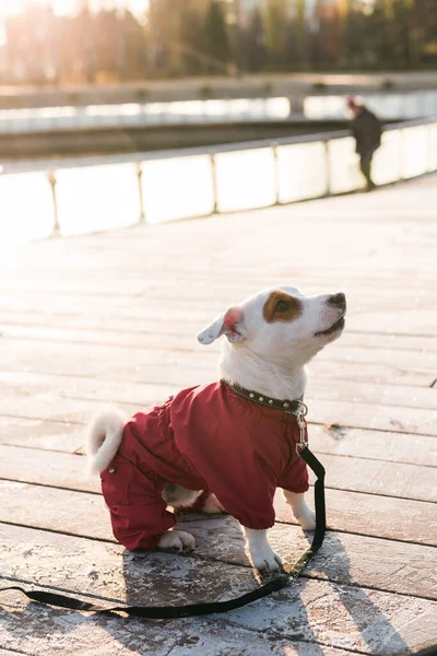 Entzückender Jack Russell Terrier Freien Porträt Eines Kleinen Hundes — Stockfoto