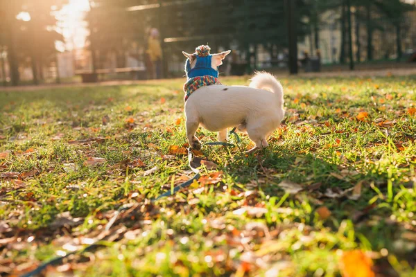 Entzückender Jack Russell Terrier Freien Porträt Eines Kleinen Hundes — Stockfoto