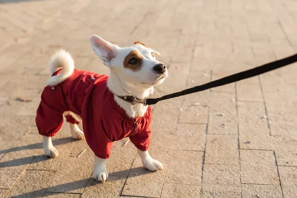 Adorable Jack Russell Terrier Aire Libre Retrato Perrito — Foto de Stock