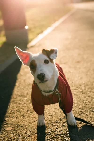 Entzückender Jack Russell Terrier Freien Porträt Eines Kleinen Hundes — Stockfoto