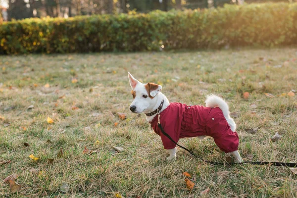 Adorable Jack Russell Terrier Aire Libre Retrato Perrito — Foto de Stock