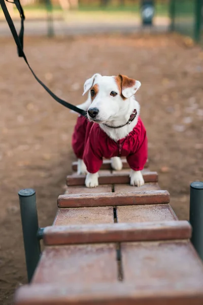 Adorable Jack Russell Terrier Aire Libre Retrato Perrito — Foto de Stock