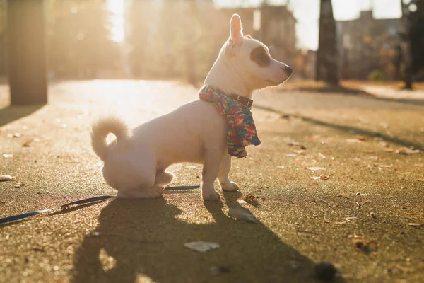 Sevimli Jack Russell Terrier Açık Havada Küçük Bir Köpeğin Portresi — Stok fotoğraf