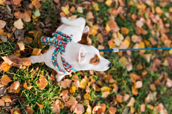 Sevimli Jack Russell Terrier Açık Havada Küçük Bir Köpeğin Portresi — Stok fotoğraf