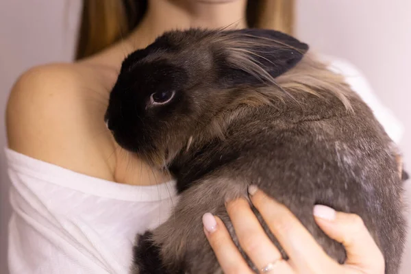 Nahaufnahme Mädchen Mit Entzückenden Kaninchen Drinnen Nahaufnahme Schönes Haustier Und — Stockfoto