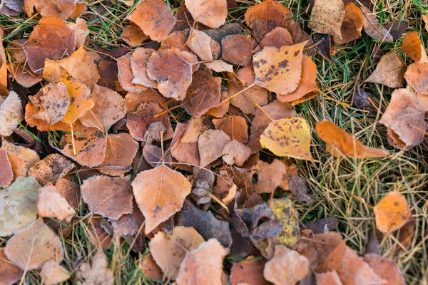 Las Heladas Sobre Las Hojas Caídas Finales Del Otoño Principios —  Fotos de Stock