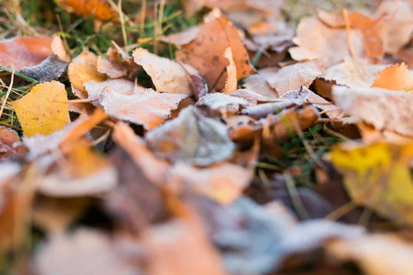 Мороз Опавших Листьях Поздней Осенью Ранней Зимой Мороз Траве Первый — стоковое фото