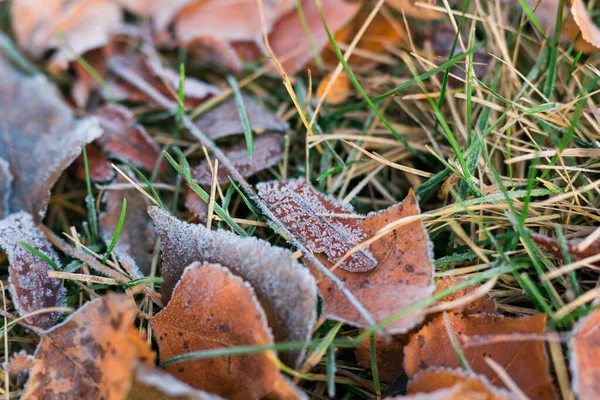 Geada Folhas Caídas Final Outono Início Inverno Geada Grama Primeira — Fotografia de Stock