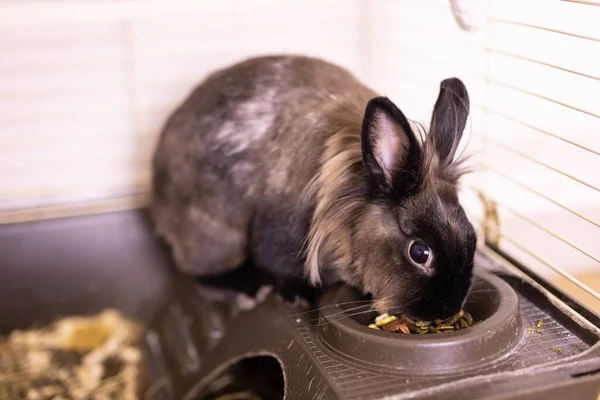 Lustiges Kaninchen Frisst Heufutter Aus Nächster Nähe Haustier Und Haustier — Stockfoto