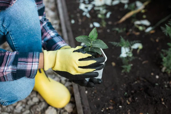 若い植物で土壌を保持する女性の手 土の中に苗を植える 近くに肩甲骨がある 自然と農業と園芸の保全の概念 — ストック写真