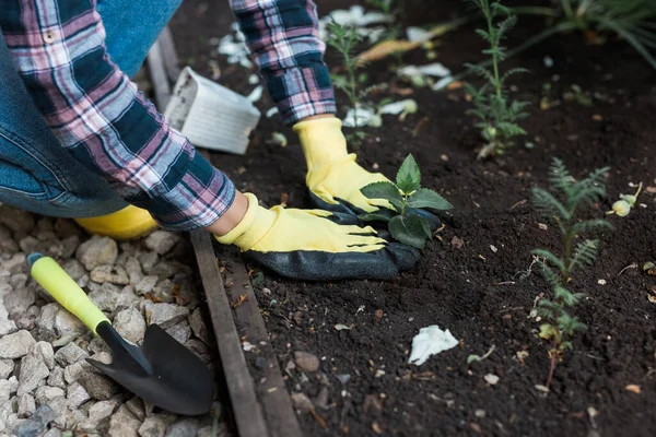Mãos Femininas Segurando Solo Com Uma Planta Jovem Plantando Mudas — Fotografia de Stock