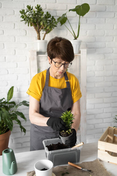 Middle aged woman gardener transplanting plant in ceramic pots on the white wooden table. Concept of home garden. Spring time. Stylish interior with a lot of plants. Taking care home plants.