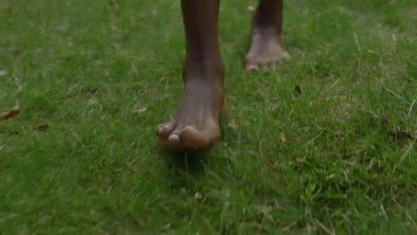 Afrikalı Amerikalı bir kadın çıplak ayakla çimlere basıyor. — Stok video