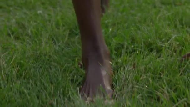 Çimenlerde çıplak ayakla yürüyen Afrikalı Amerikalı kadın. — Stok video