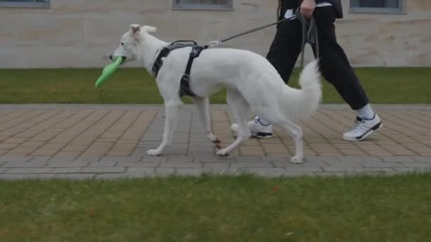 Close up de mulher andando com seu cão branco no parque — Vídeo de Stock