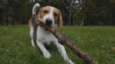 Av köpeği şehir parkında tahta sopayla oynuyor.