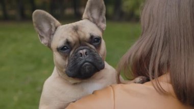 Fransız bulldog 'u tutan kadının arka görüntüsü.