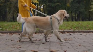 Fransız av köpeğinin tasmasıyla parkta yürüyen bir kadın.
