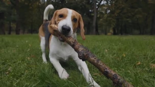 Beagle kutya játszik fa bottal a városi parkban — Stock videók